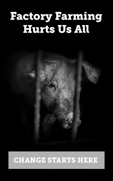 Facts About Animal Abuse in Factory Farms image 3