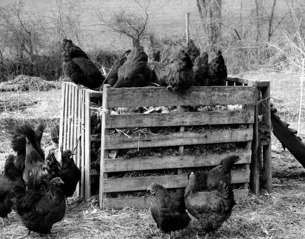 How to Feed Chickens Without Buying Feed image 0