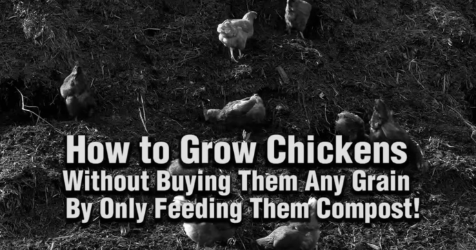 How to Feed Chickens Without Buying Feed image 1