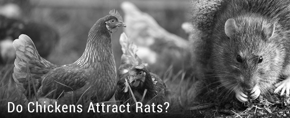 Does Keeping Chickens Cause Rats? image 0