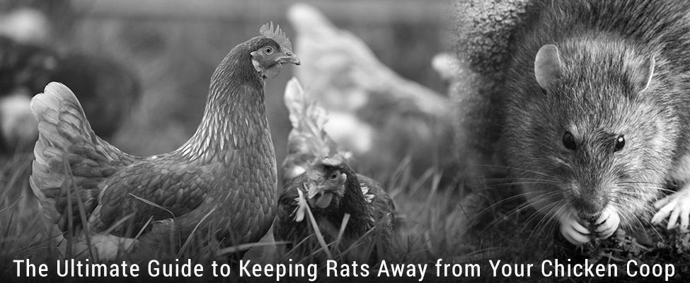 Does Keeping Chickens Cause Rats? image 1