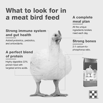 What Happens If You Feed Chicken Meat to Chickens? photo 2
