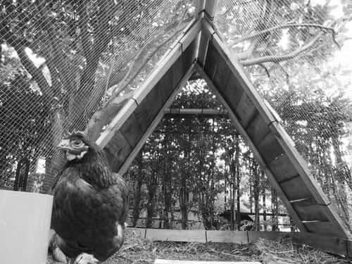 How to Build a Shelter For Chickens photo 1