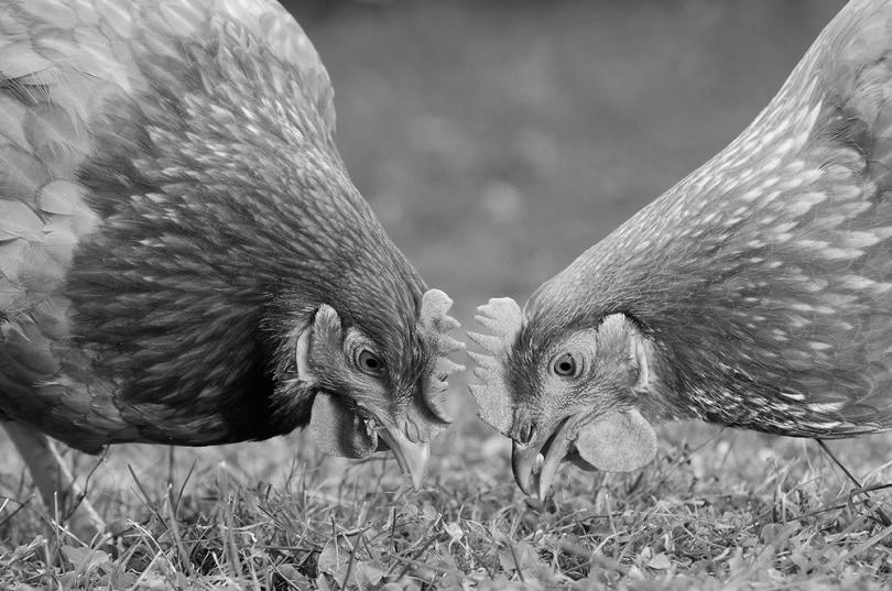 Can Chickens Survive Eating Only Grass? image 1