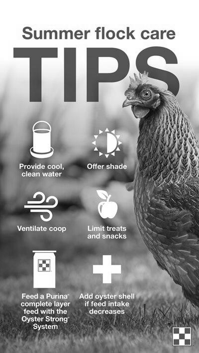 Tips For Keeping Chickens Healthy image 2