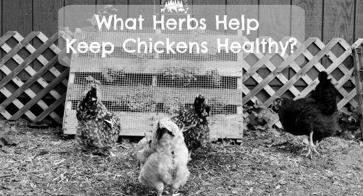 Tips For Keeping Chickens Healthy image 3