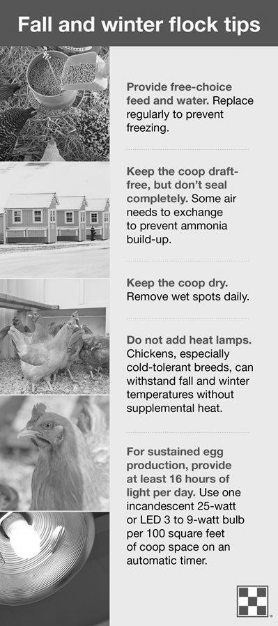 Tips For Keeping Chickens Healthy image 6