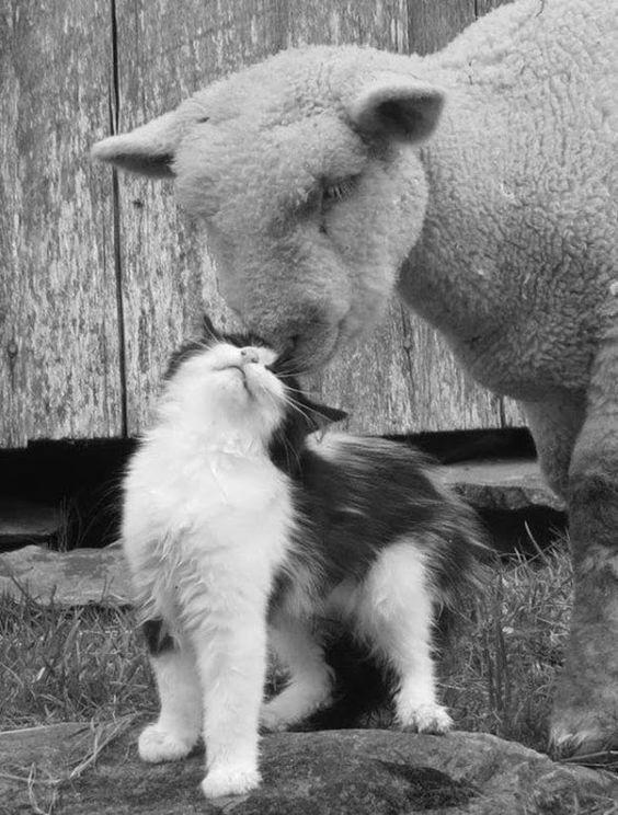What Farm Animals Get Along Best Together? image 4