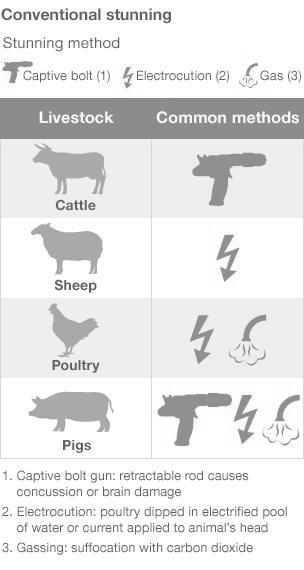Do Your Livestock Know Or Suspect They Will Be Slaughtered? photo 1