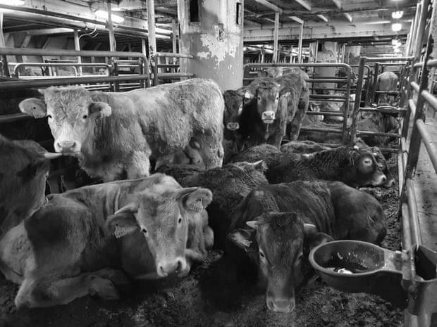 Do Your Livestock Know Or Suspect They Will Be Slaughtered? photo 4