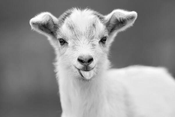 Can I Have Milk From Pet Goats Without Killing The Baby Goats? image 0