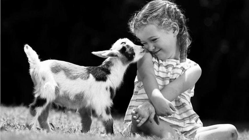 Can I Have Milk From Pet Goats Without Killing The Baby Goats? image 1