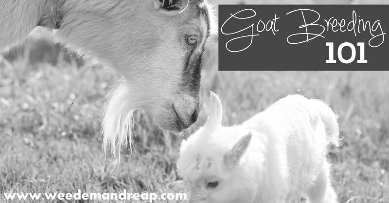 Can I Have Milk From Pet Goats Without Killing The Baby Goats? image 3