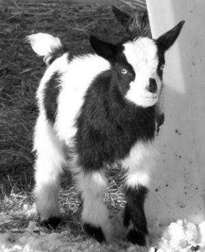 Can I Have Milk From Pet Goats Without Killing The Baby Goats? image 5