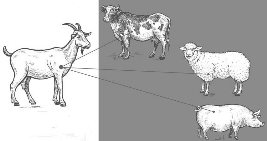Goat Meat Vs Sheep Meat image 2