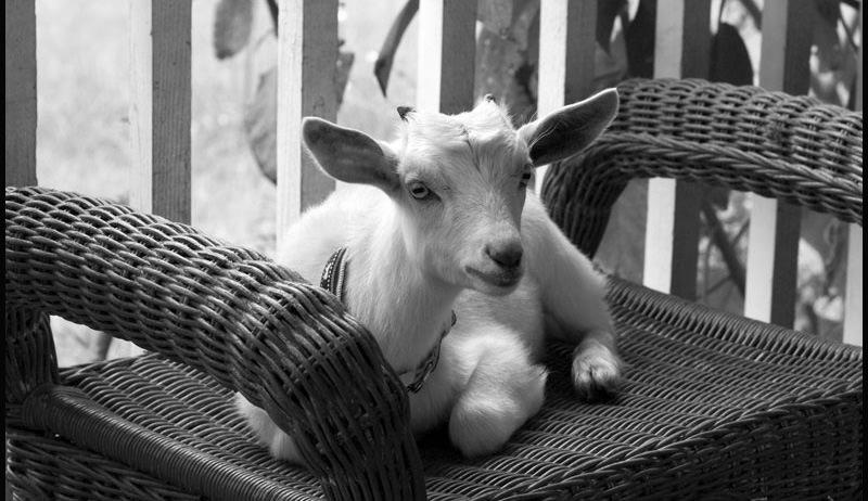 How Good Are Goats As Pets? photo 1