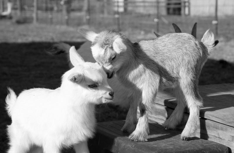 How Good Are Goats As Pets? photo 3