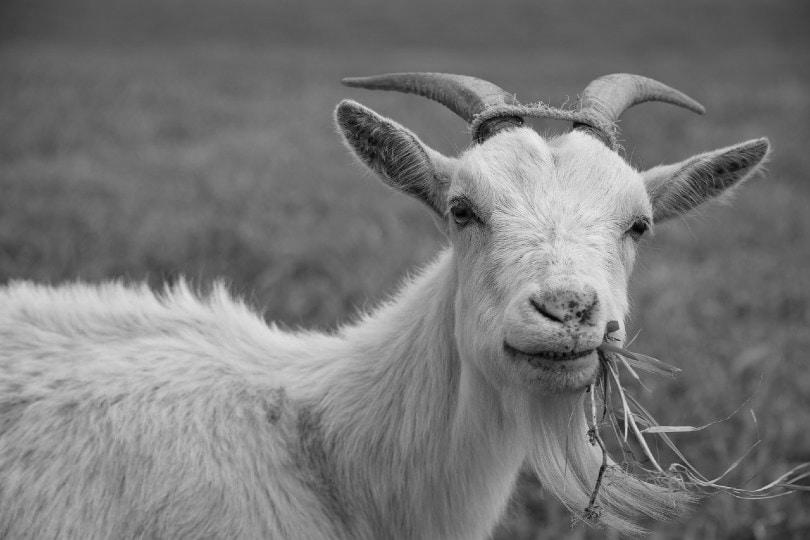 How Good Are Goats As Pets? photo 4