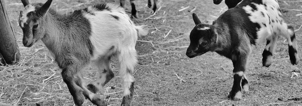 How Good Are Goats As Pets? photo 5