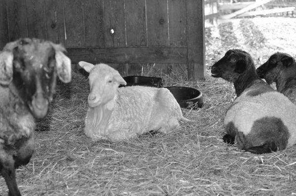 How Good Are Goats As Pets? photo 6