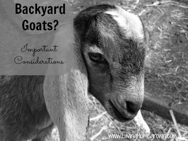 How Good Are Goats As Pets? photo 7