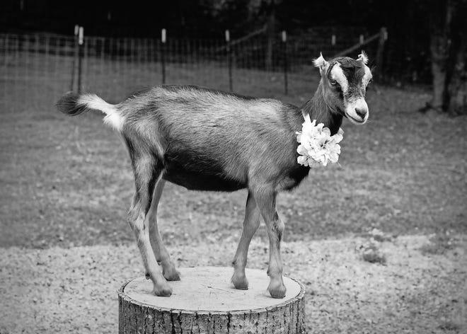 How Good Are Goats As Pets? photo 8