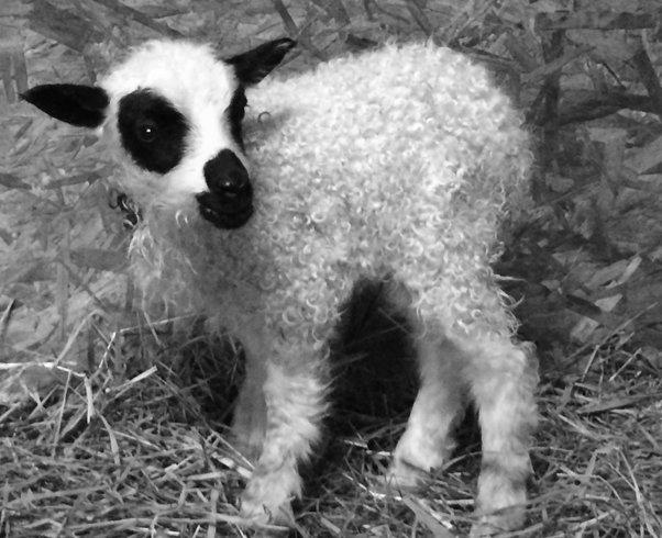 How Can I Tell Newborn Goats and Lambs Apart? image 0
