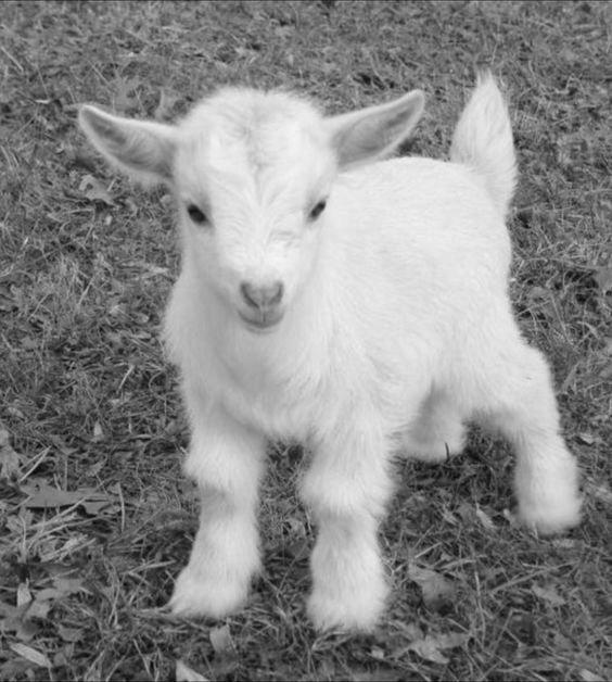How Can I Tell Newborn Goats and Lambs Apart? image 2