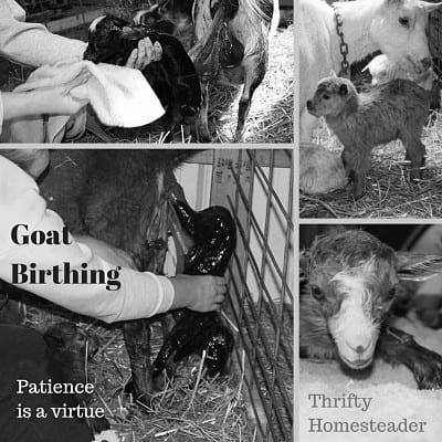 How Can I Tell Newborn Goats and Lambs Apart? image 5