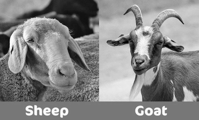 How Can I Tell Newborn Goats and Lambs Apart? image 9