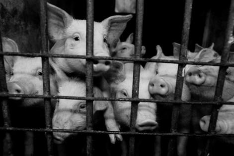 Which Animal is Treated the Cruelty in the Farming Industry? image 0