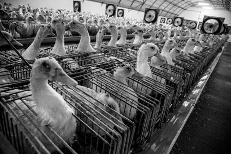 Which Animal is Treated the Cruelty in the Farming Industry? image 1