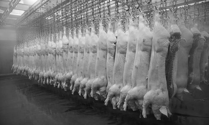 Which Animal is Treated the Cruelty in the Farming Industry? image 2
