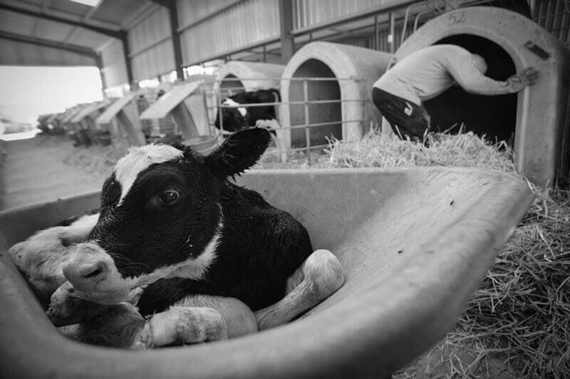 Which Animal is Treated the Cruelty in the Farming Industry? image 3