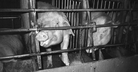 Which Animal is Treated the Cruelty in the Farming Industry? image 7