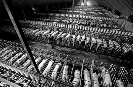 Which Animal is Treated the Cruelty in the Farming Industry? image 8