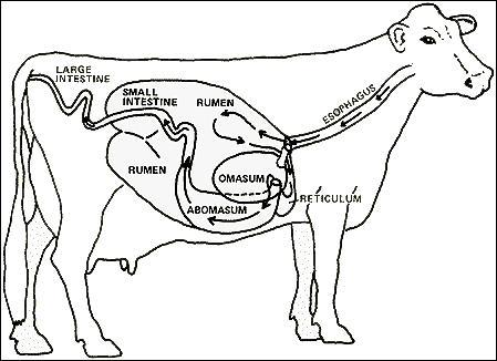 What Are Examples of Ruminant and Nonruminant Animals? image 4