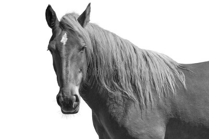 Is Horse a Farm Animal? image 7