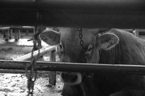 Are Farm Animals Aware That They Are Going to Be Killed? photo 6