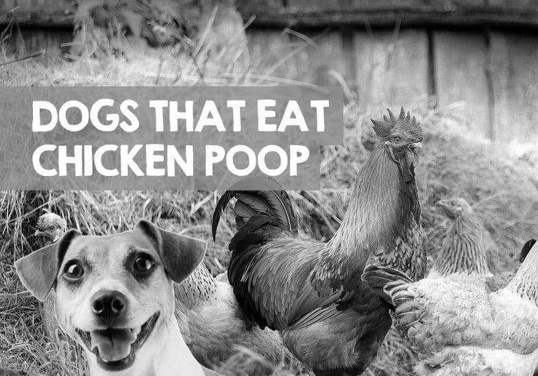 My Dog Killed a Chicken — Is it Safe For Her to Eat It? image 3