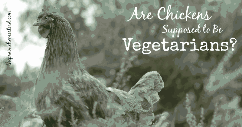 Are Chickens Vegetarian Or Carnivorous? image 2