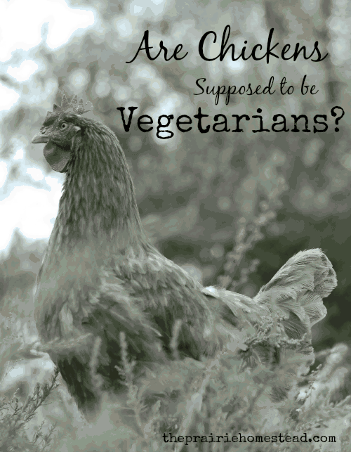 Are Chickens Vegetarian Or Carnivorous? image 5