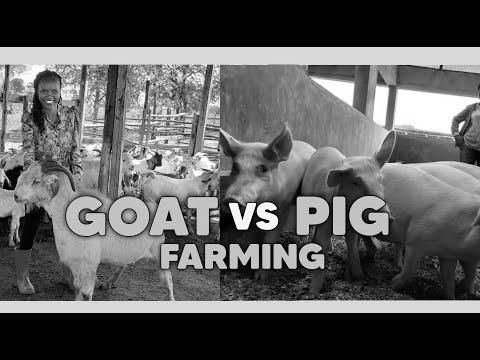Pig Farming Vs Goat Farming image 3