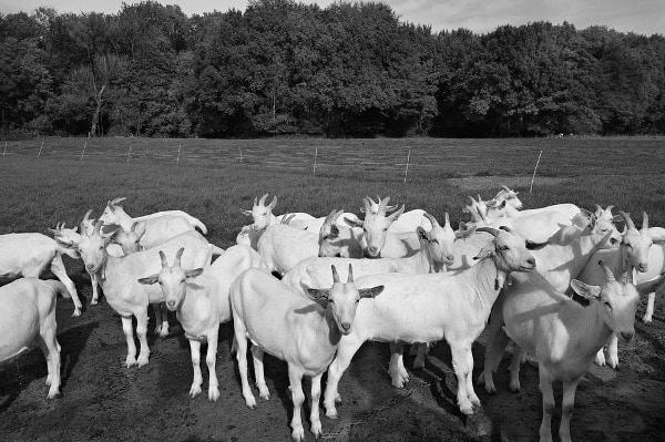 Pig Farming Vs Goat Farming image 9