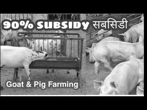 Pig Farming Vs Goat Farming photo 0