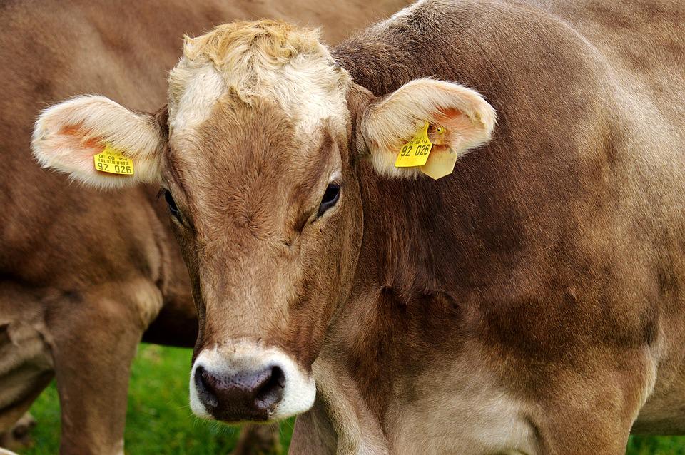 How to Determine If Your Cattle Are Bulls, Steers Or Cows