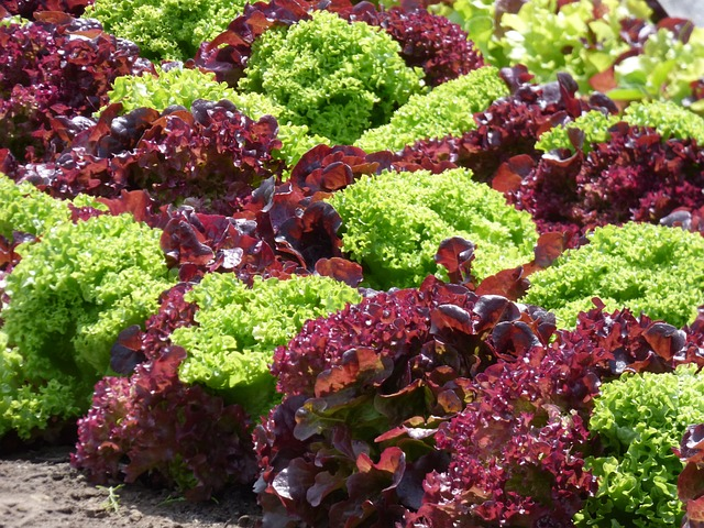 salad, red lettuce, green lettuce