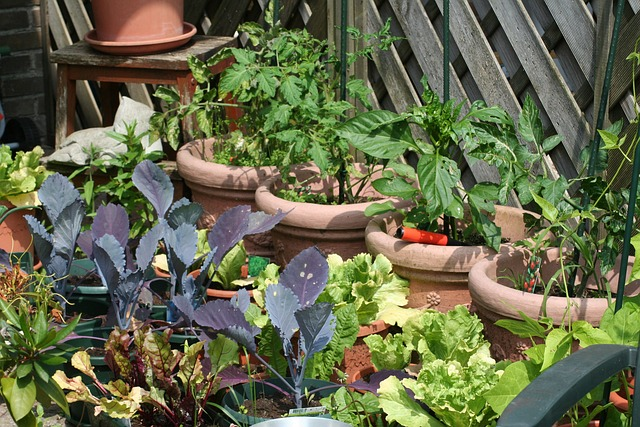 kitchen garden, grow your own, food