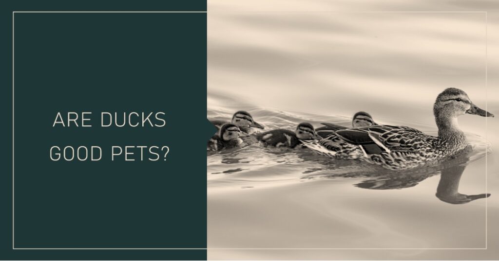 Are Ducks Good Pets? Pros and Cons A Feathered Friendship