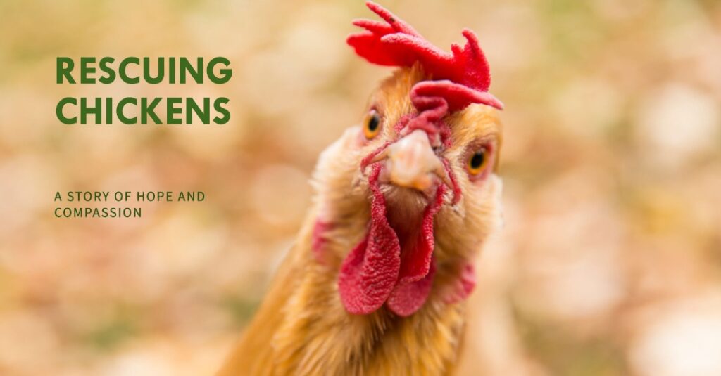 5 Places to Find Rescue Chickens: A New Feathered Family